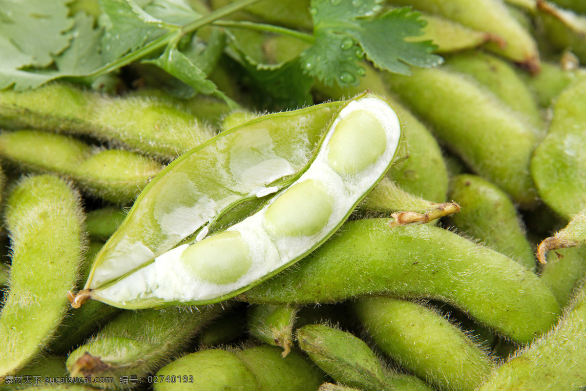 毛豆 绿色 生物世界 食物 蔬菜 有机 带壳 毛豆壳 风景 生活 旅游餐饮