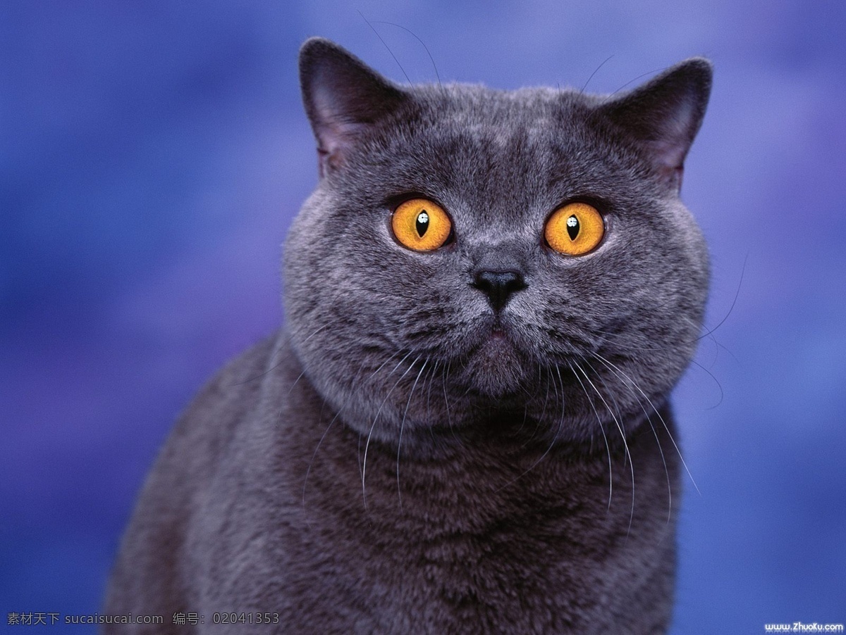 灰猫 黄眼睛