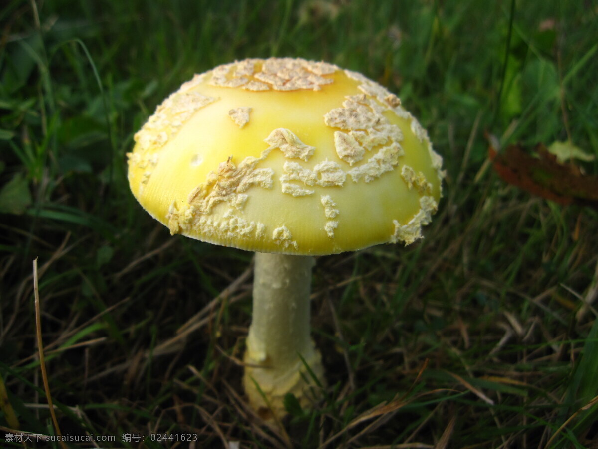 黄色毒蘑菇 蘑菇图片 野生毒蘑菇 野生蘑菇 毒蘑菇 蘑菇 黄蘑菇