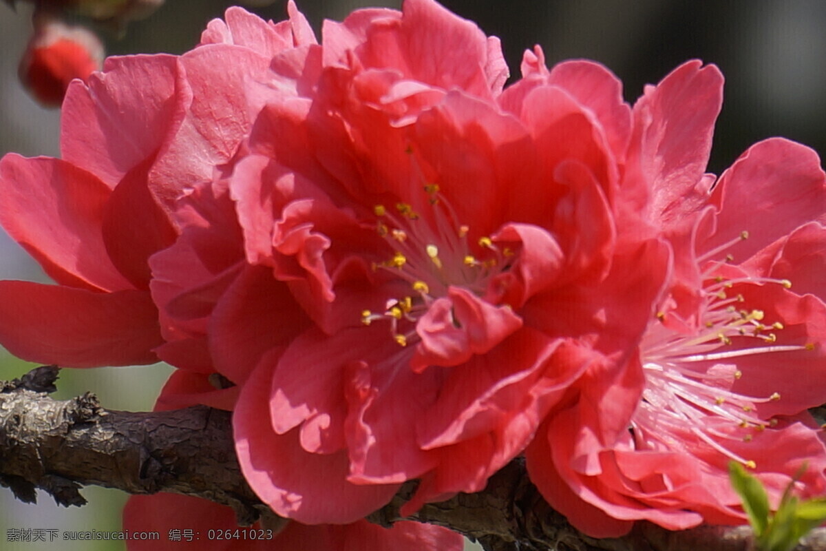 桃花 春天 红花 花草 花朵 开花 生物世界 psd源文件