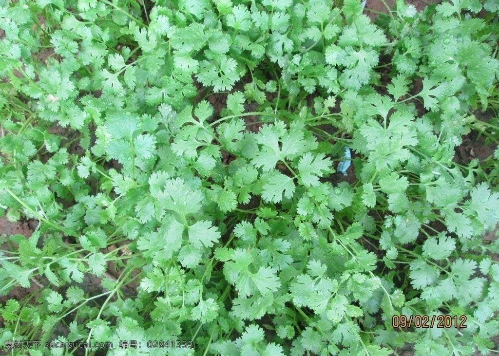 香菜 香菜地 绿悠悠的香菜 小香菜 生物 花草 生物世界