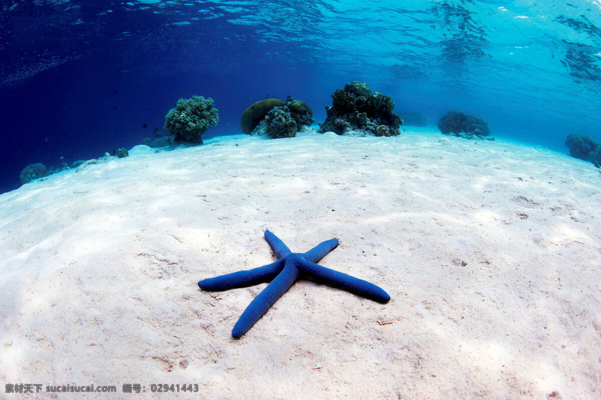 海底 潜水 海星 沙滩 海洋 海水 景物照片 旅游摄影 国外旅游