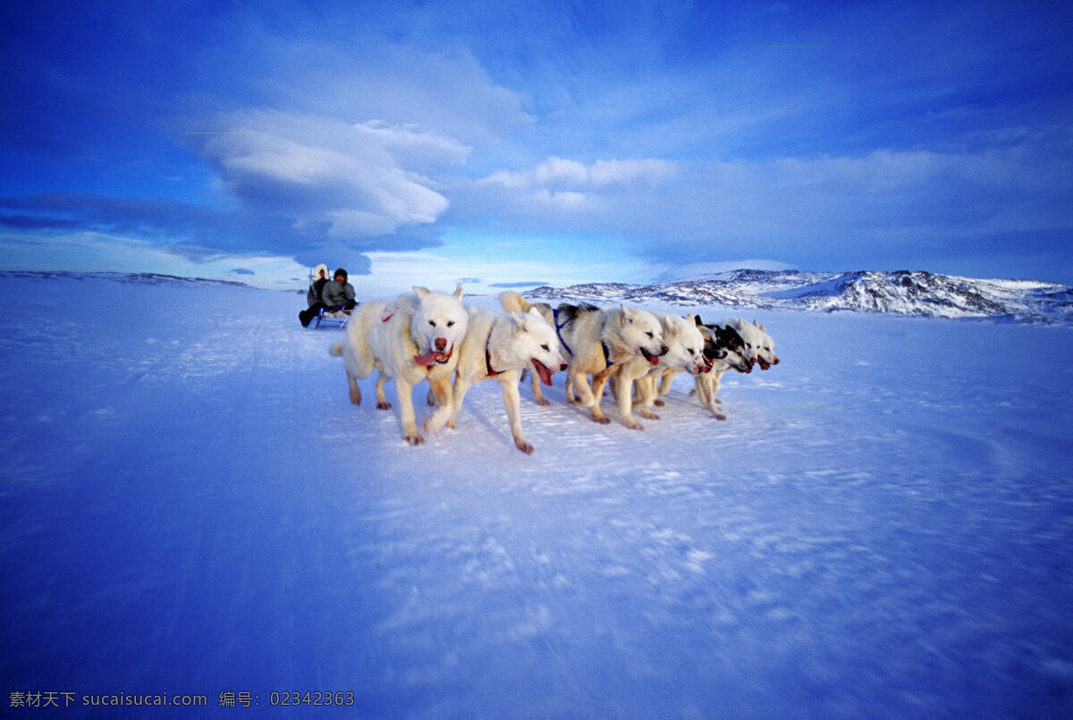 狗拉雪橇 雪地 北极 蓝色基调 白狗 寒冷 雪橇 自然景观 山水风景 摄影图库