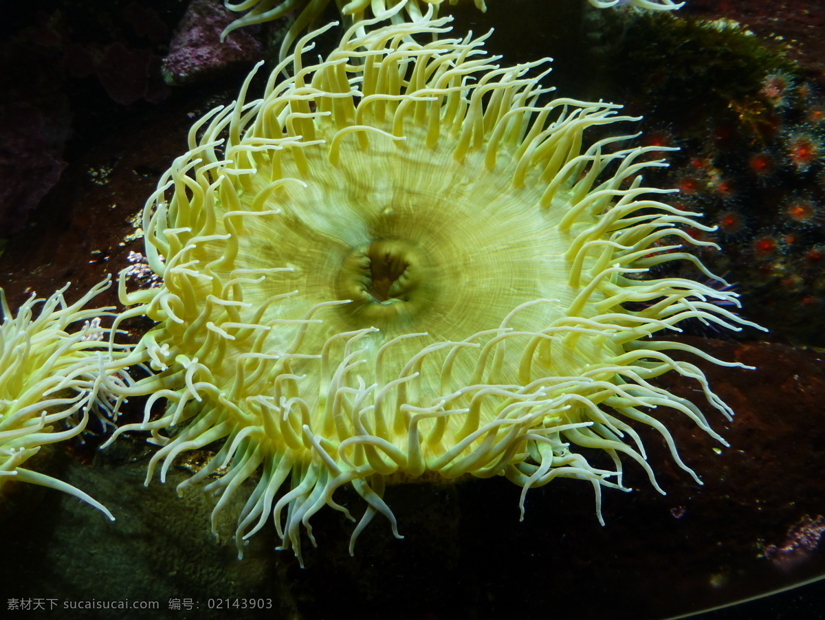黄海葵 水族馆 蓝色海水 海底世界 海洋世界 海底公园 浅海大陆架 海洋生物 生物世界
