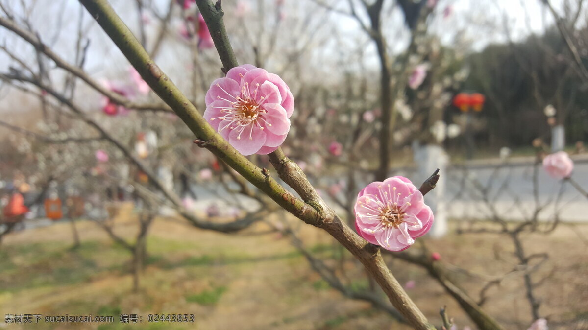 梅花 梅花盛开 红梅 桃梅 花卉 子不语花 生物世界 花草