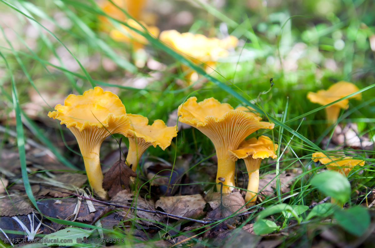 蘑菇 菌类植物 菌类生物 蘑菇摄影 其他类别 生活百科 绿色