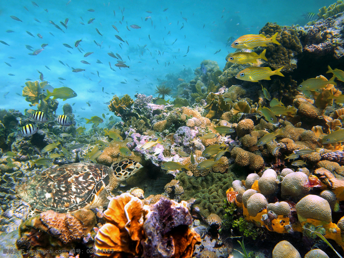 海底世界 海洋生物 鱼 海星 海底 水草 鱼类 海底素材 大海 海水 鱼群 海底世界图片 珊瑚 海洋 生物世界
