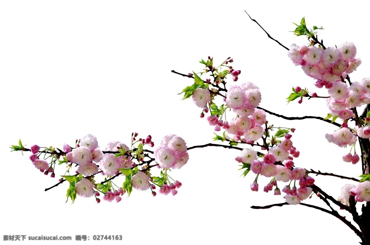 樱花 花 花草 绿藤 绿叶 竹子 梅花 水墨分层图 背景素材 分层 源文件