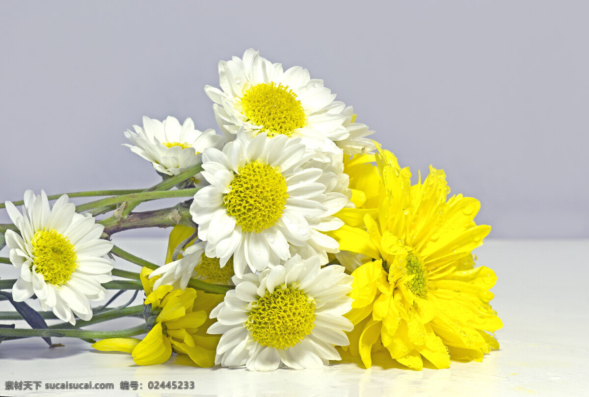 白色 黄色 花 230 生物世界