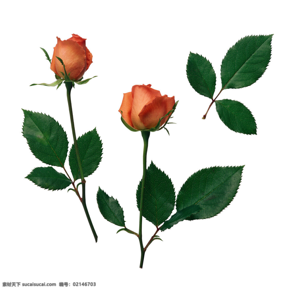 白底 花卉 花朵 花瓣 玫瑰花朵 月季 月季玫瑰 月季花瓣 水彩月季 月季手绘 红色月季 粉色月季 玫瑰花瓣 一枝玫瑰 情人节素材 水彩 水彩花卉 玫瑰花 手绘花卉 水彩素材 花卉背景 玫瑰 百合 花纹花边 小清新素材 花草 小清新 热带树叶 植物 叶子 绿色 热带 生物世界