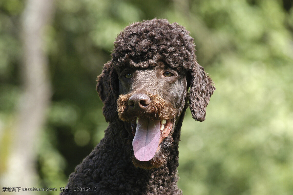 伸 舌头 卷 毛 狗 小狗 犬 小狗图片 宠物狗 名贵犬种 宠物狗图片 可爱 小狗图片大全 宠物 小动物 狗狗图片 生物世界