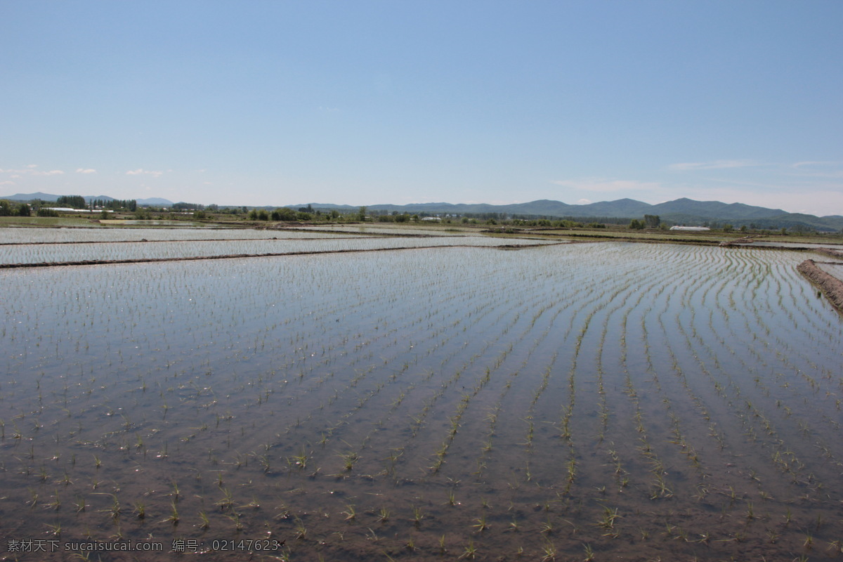 水田 水稻 稻田 大米 稻子 有机大米 稻谷 农业 农田 生产 风景 自然景观 田园风光