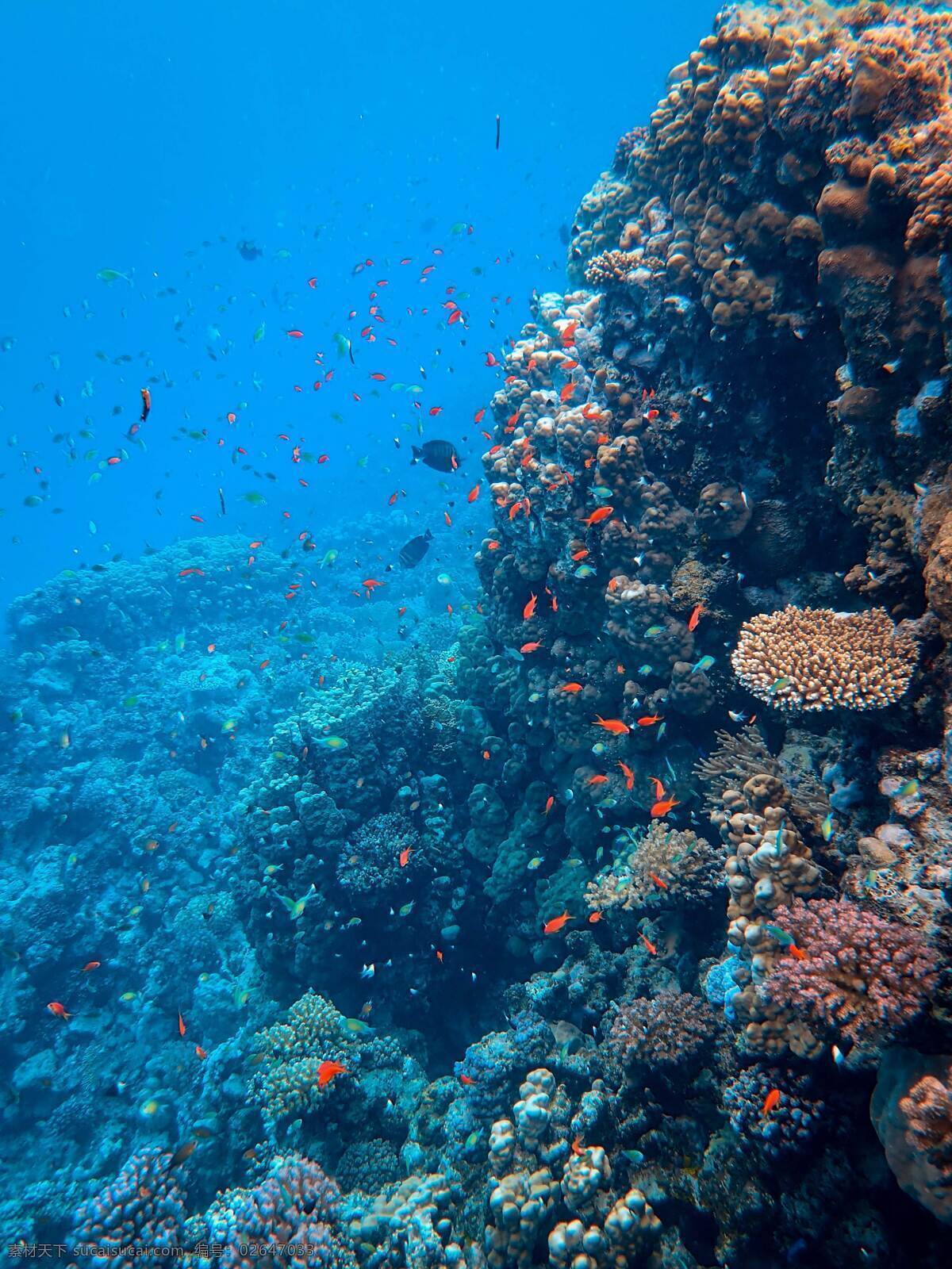 海洋生物 大自然 蓝天 植物 树叶 小清新 昆虫 虫子 虫 野生动物 动物 宠物 温顺 摄影类 生物世界 家禽家畜 精美 爱护 萌宠 墙贴 保护宠物 可爱 高清 大图 对视 和睦 严肃 庄重 宠爱 森林 木材 鸟 野生鸟类 天鹅 羽毛 翅膀 飞行 季节性 鸟类