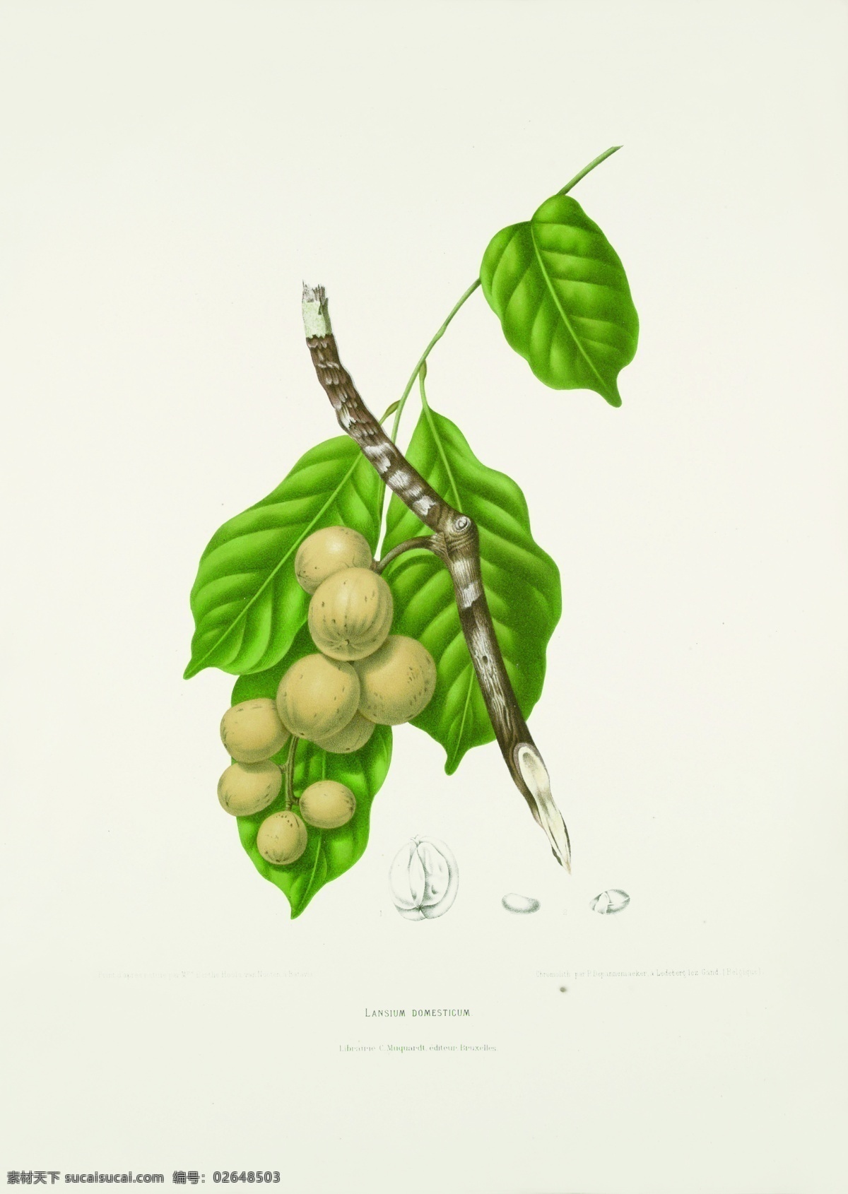 植物 花草 果实 插画 装饰画 客厅装饰画 花鸟画 餐厅装饰画 国画花鸟 花卉 花 文化艺术 绘画 生物 漂亮果实 手绘果实 手绘花鸟 手绘花朵 植物果实插画 生物世界