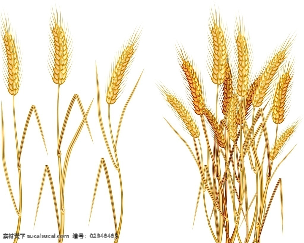 矢量素材 稻穗 金黄色的小麦 小麦 矢量麦穗 麦子 大麦 麦田 金色小麦 矢量麦子素材 矢量金色小麦 大丰收 麦子熟了 矢量麦子 矢量小麦 金色麦子 粮食 收获 麦穗矢量素材 矢量 麦粒 农作物 麦穗