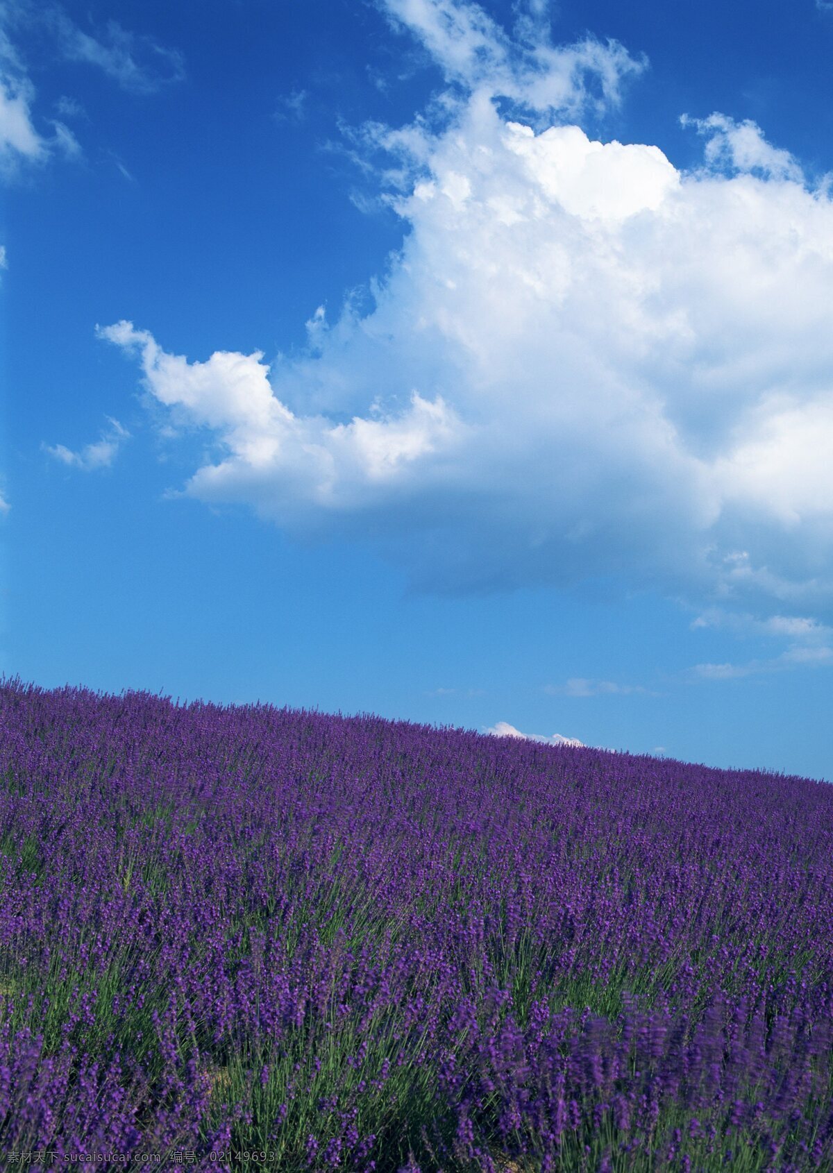 蓝天 下 花海 花卉 自然风景 花草 生物世界 鲜花 绿色 花卉风景 紫色花海 野花 春天景象 白云 花草树木