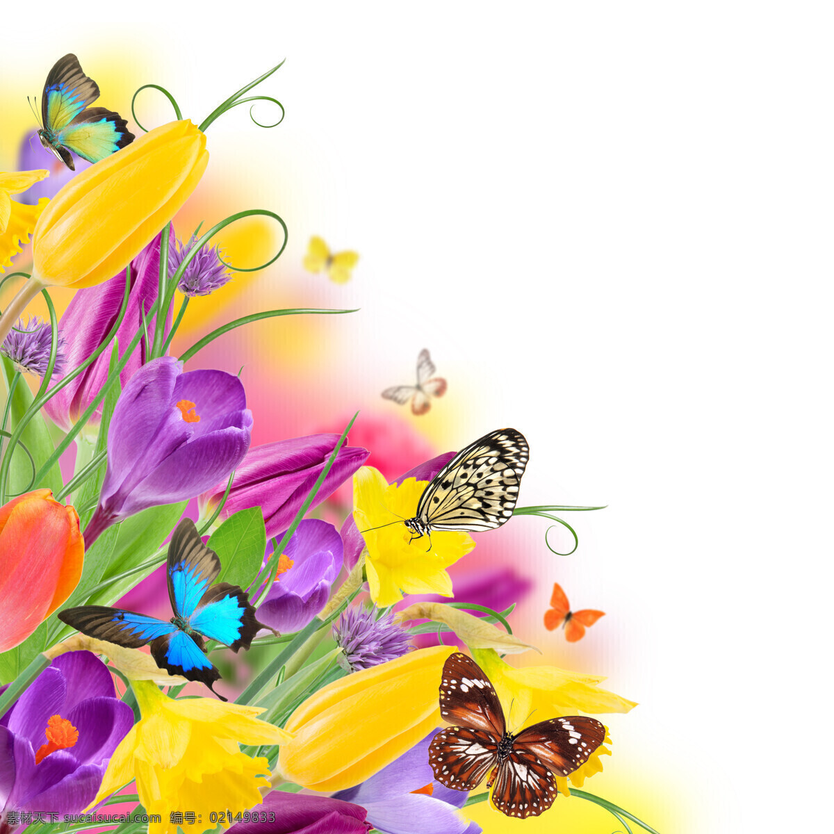 蝴蝶 花朵 植物 鲜花 郁金香 彩色花朵 花草树木 生物世界