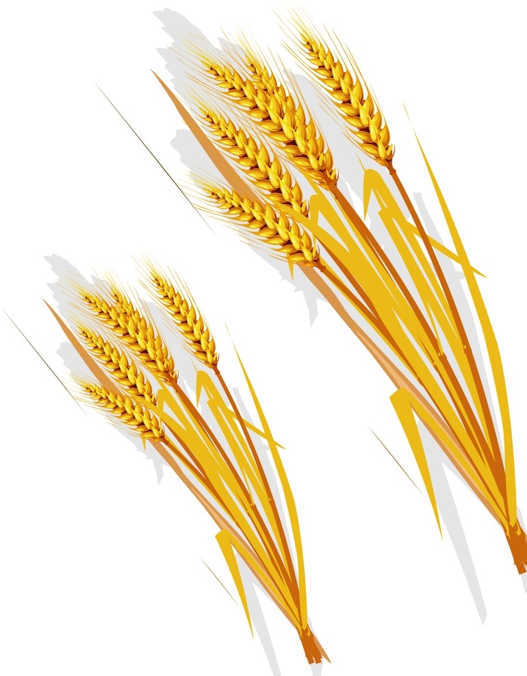 麦穗矢量图 麦穗 麦子 小麦 金色麦穗