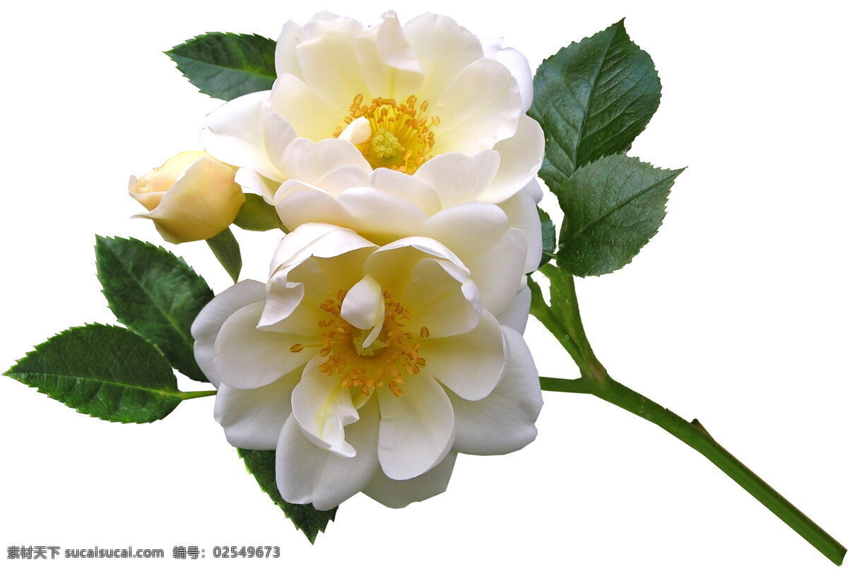 白色玫瑰 漂亮 白色 玫瑰 花朵 鲜花花朵 白色花朵 花蕊 花瓣 花卉 园艺 生物学 植物 生物世界 玫瑰花盆 玫瑰花束 玫瑰花 鲜花 花 花草