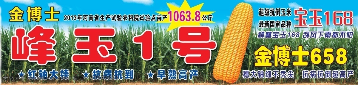 峰玉1号 金博士 玉米穗 玉米地 宝玉168 蓝天 金博士658 分层