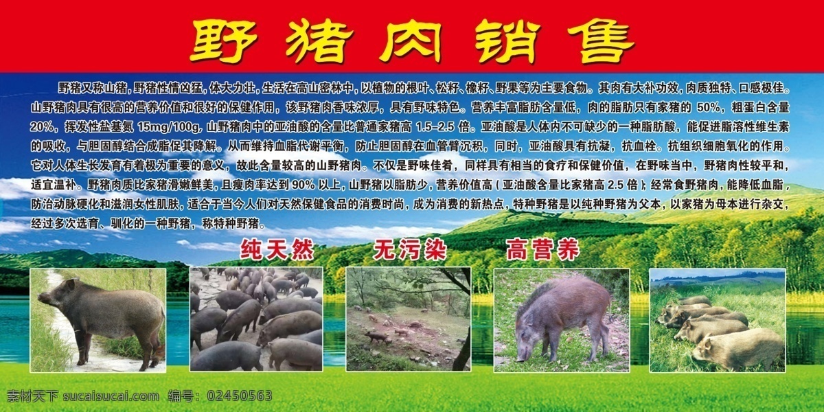 野猪肉 野猪 销售 野猪介绍 野猪图片 蓝天草地