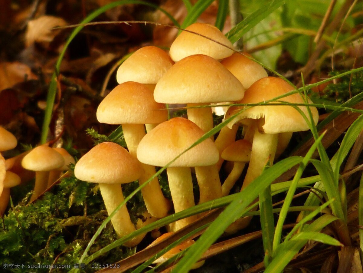 蘑菇 野生菌 菌类 蔬菜 香菇 美食 食材 真菌 野蘑菇 木耳 雨馨 蘑菇云 菌类植物 菌子 伞菌科 野生蘑菇 蘑菇菌 其他生物 生物世界