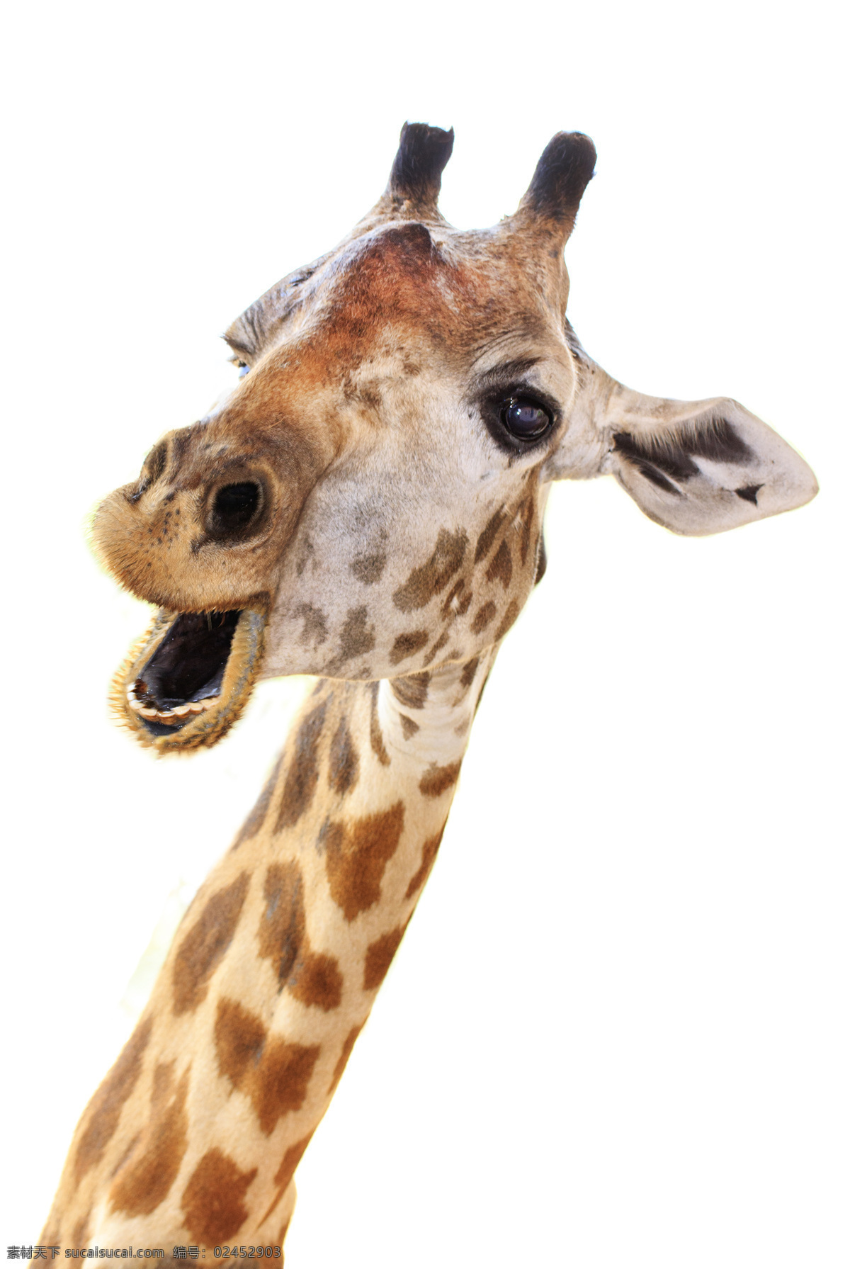 可爱 长颈鹿 高清 可爱表情 野生动物 高清图片下载
