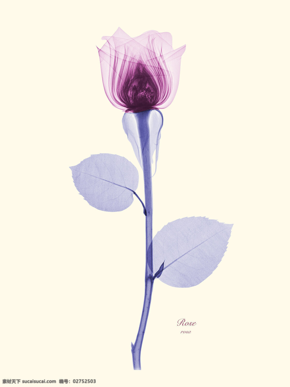 植物手绘 花类图鉴 田园 装饰画 墙画 手绘 未分层 文化艺术 绘画书法