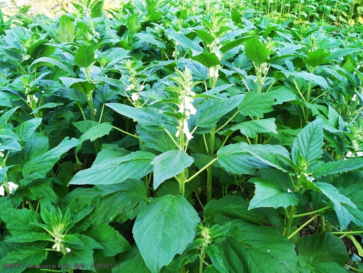 芝麻苗 芝麻开花 黑芝麻 鄂东芝麻 生物世界 其他生物