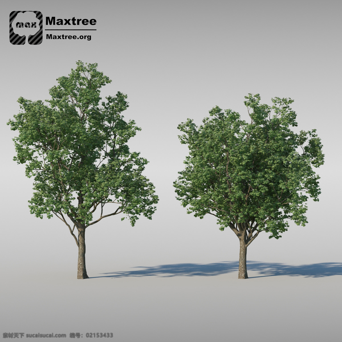 树 景观 文件 模型 景观素材 树木