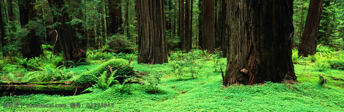 金宝设计 摄影免费下载 森林 森林的图片 森林风景 森林图片 摄影背景 摄影模板 摄影图 摄影图片 树木 树木剪影 树木植物 树木大树 风景 生活 旅游餐饮