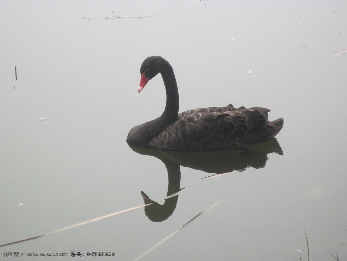 黑天鹅照镜子 天鹅 黑天鹅 动物 鸟类 红嘴天鹅 天鹅湖 倒影 生物世界 灰色