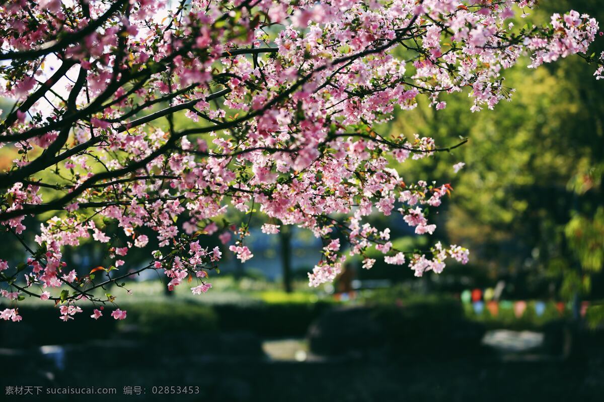 垂丝海棠 海棠 春天 植物 花 美景 自然 公园 解语花 植物世界 生物世界 花草