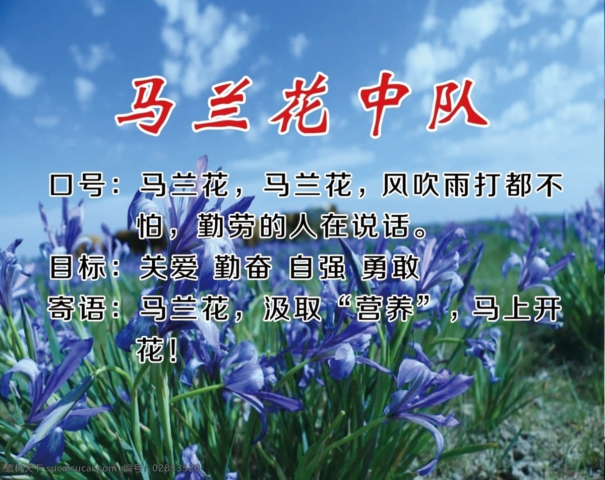 马兰花中队 马兰花 植物 花卉 观赏 天空 蓝天 口号 目标 寄语 班牌