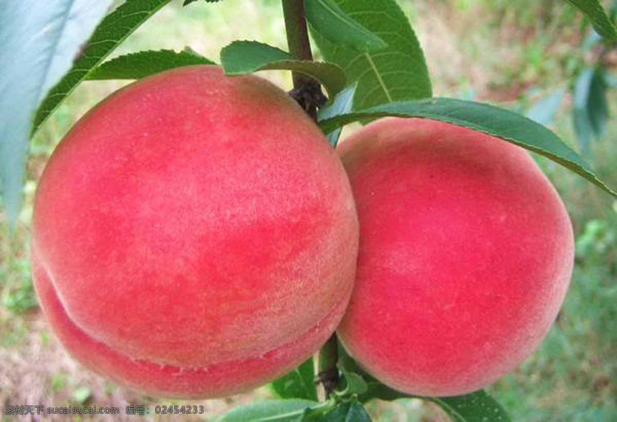 红桃 桃子 树梢鲜果 水蜜桃 硕果 鲜果 黄桃 生物世界 水果
