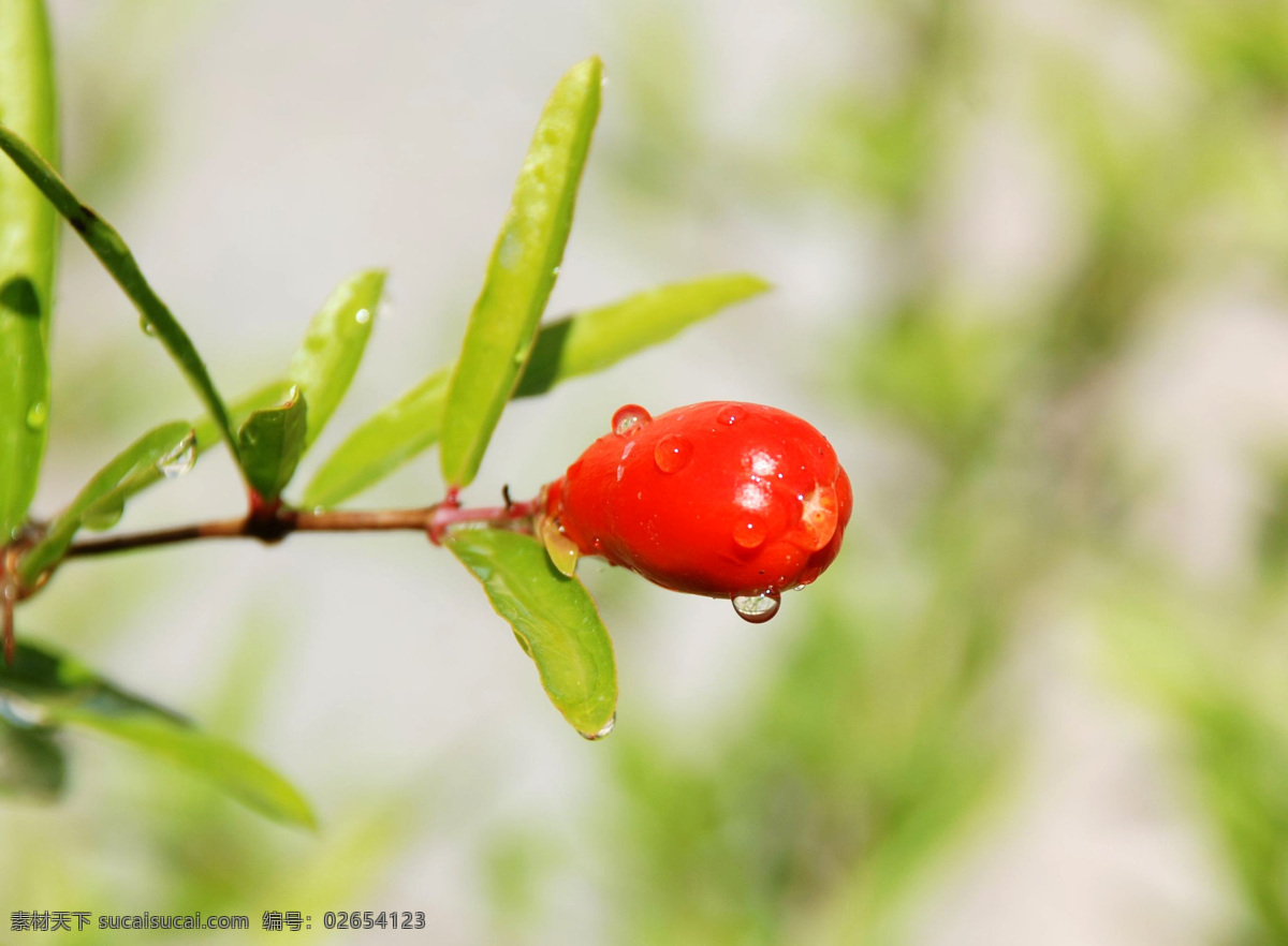 大自然 花草 摄影图库 生物 生物世界 水滴 植物 垂涎欲滴 景觀 景象 果實 樹枝 樹木