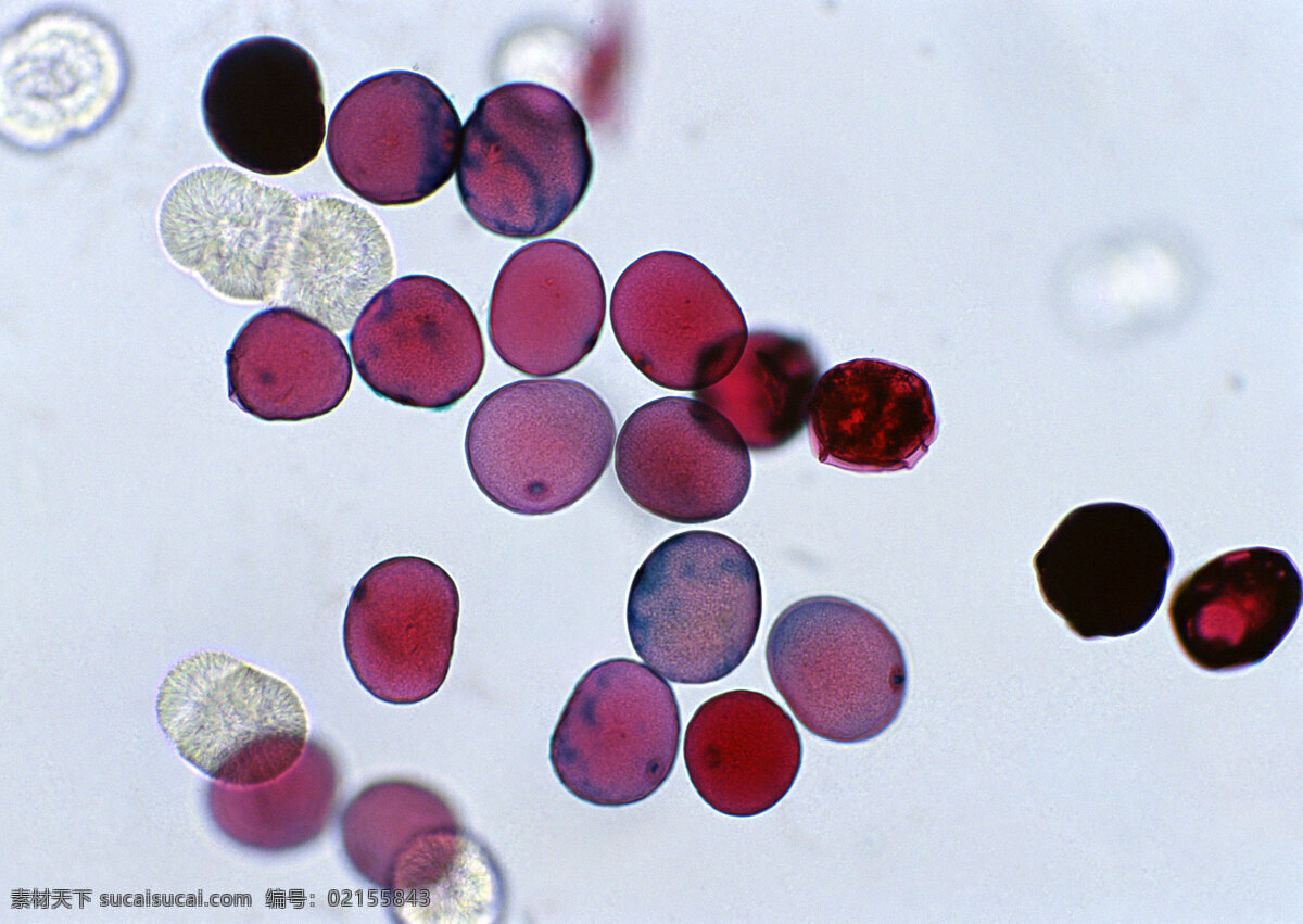 血红 细胞 血红细胞 细胞结晶图片 微观世界 细胞单元 结晶