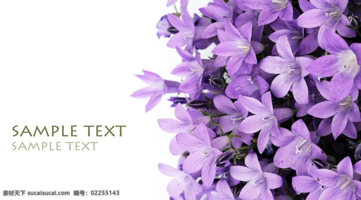 紫色百合花 花朵 花卉 优雅 生物世界 花草 摄影图库