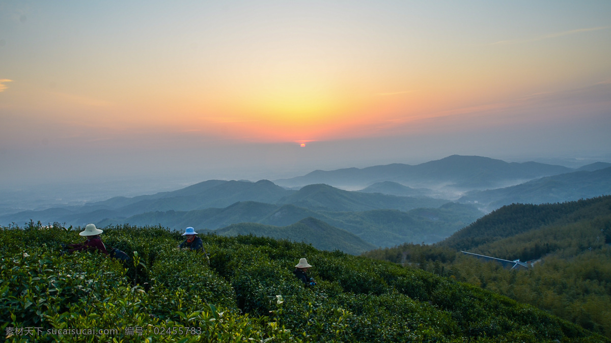 清晨茶园 薄雾茶园 美丽的茶园 茶园景色 茶园 自然景观 田园风光