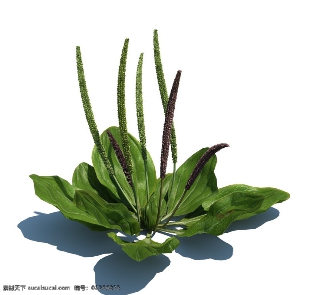 植物模型 小草模型 3d模型 室外模型 高品质模型 植物 草 模型 3d设计模型 源文件 max