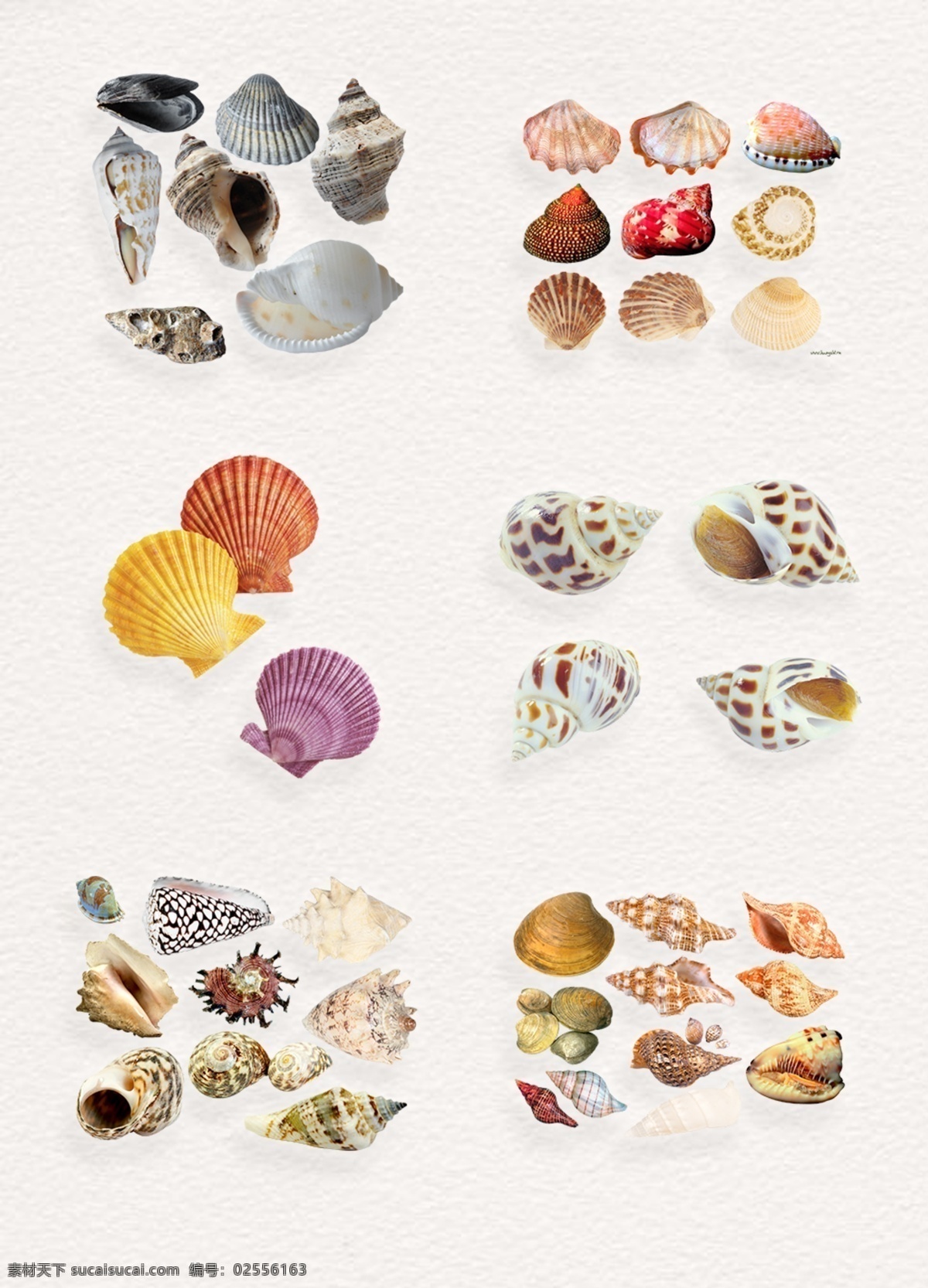 丰富 海洋生物 贝壳 海洋 海星 海螺 彩色 各种各样 海洋风 批量海洋动物 海底生物