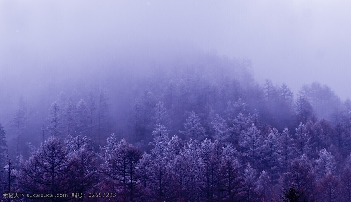 树林 紫色 抽象 烟雾 云 自然景观 自然风景