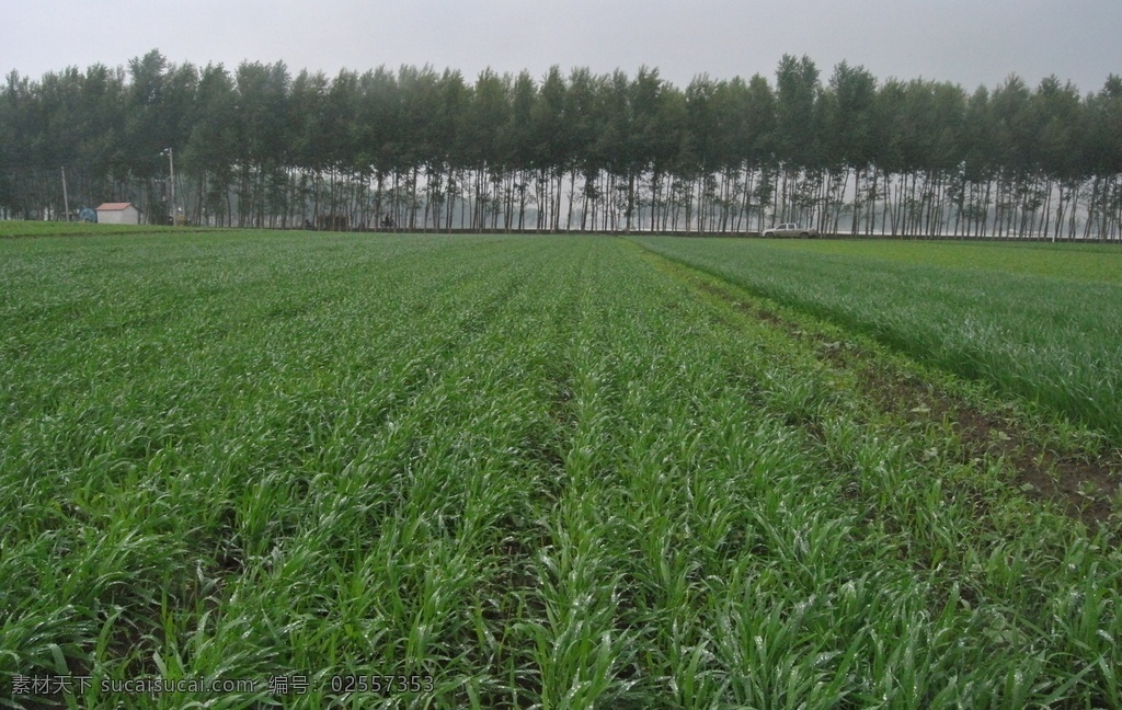 燕麦秧 燕麦地 东北 黑龙江 有机燕麦 农业 生产 现代农业 粮食 植物 生物世界 其他生物