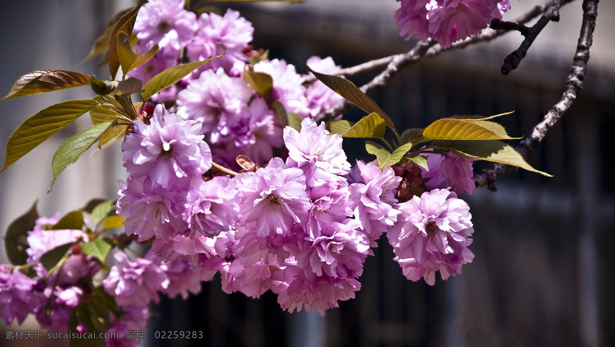樱花 春天的花 淡紫色 粉红 风景 花 花草 生物世界 植物 自然 psd源文件
