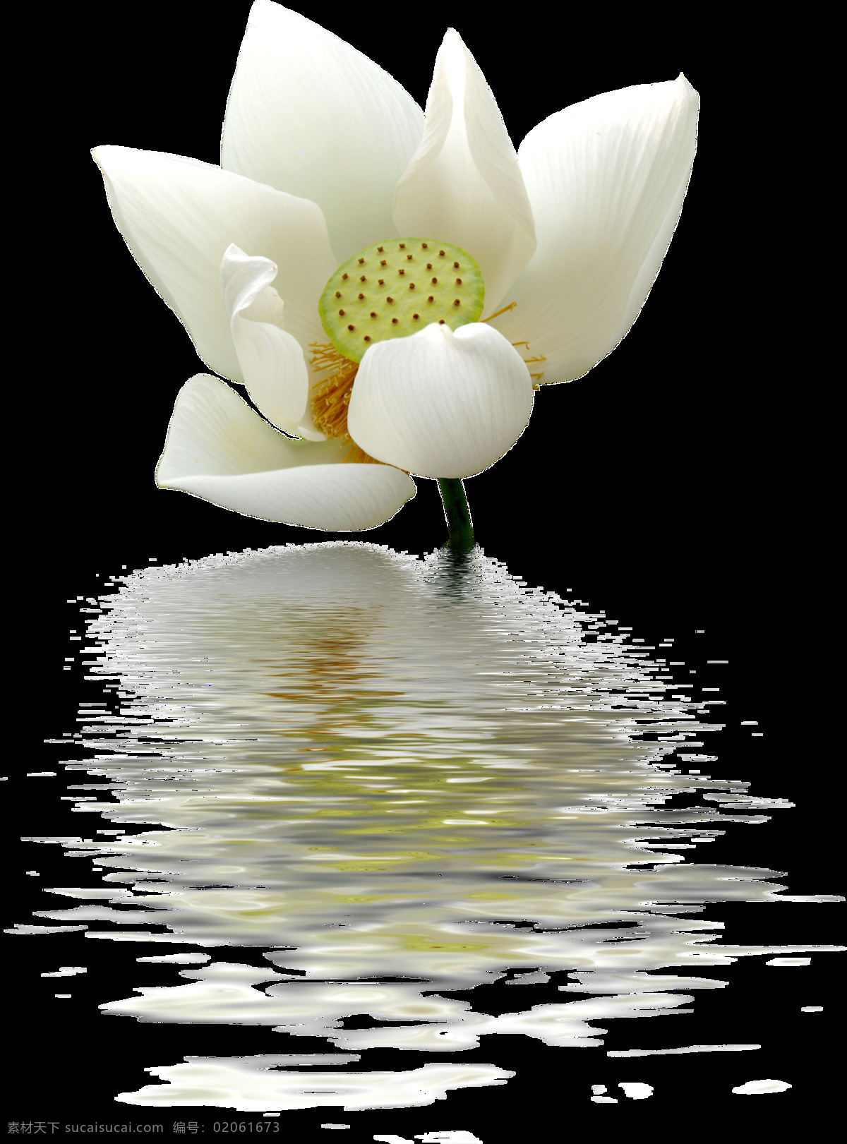 水中 花朵 卡通 透明 花叶 白色 透明素材 免扣素材 装饰图案