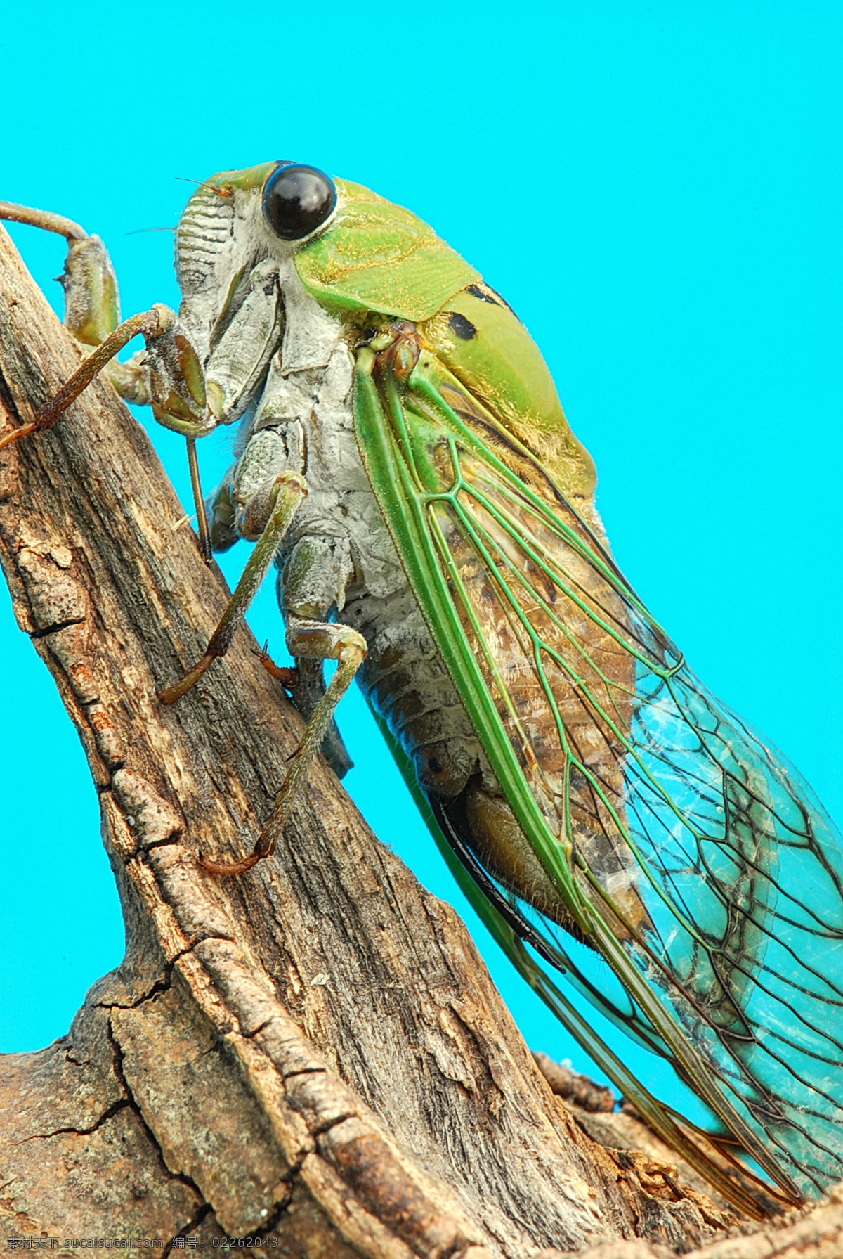 昆虫寫真 生物 動物 飛行 昆虫類 攝影 照片 寫真 昆虫 生物世界