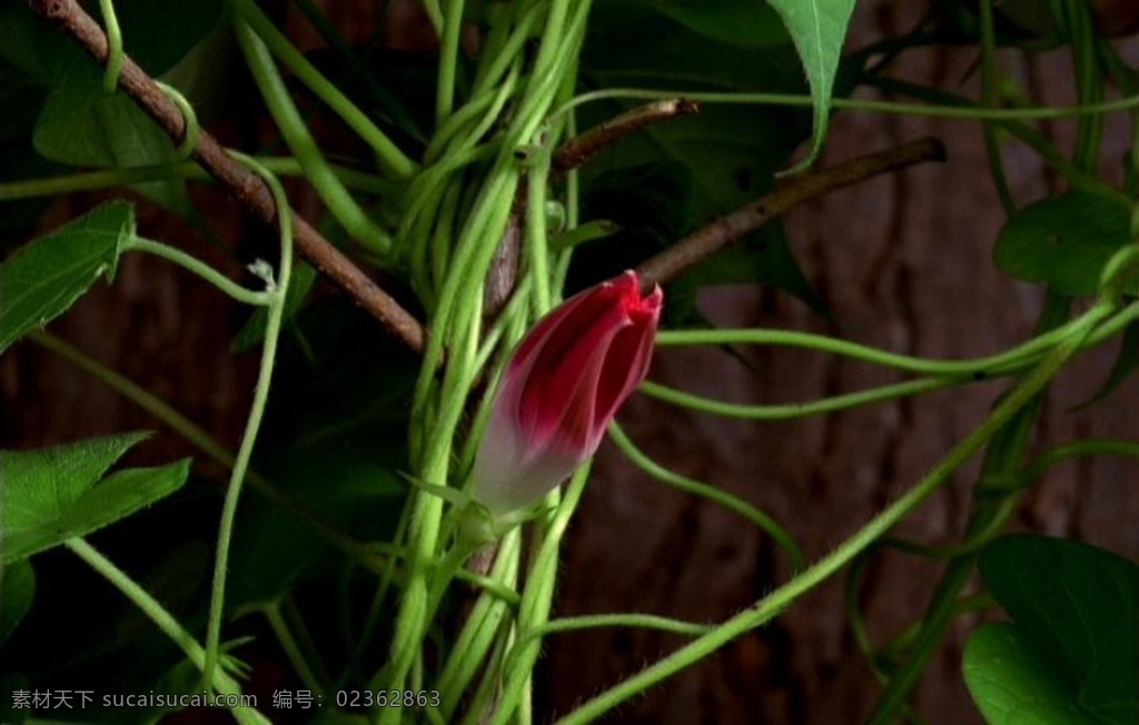 花朵开放 牵牛花 花 植物生长 花朵 花开放 花生长 植物 多媒体 实拍视频 动物植物 mov