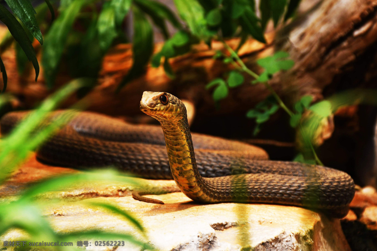 小龙 虵 蟒蛇 小蛇 snake serpent python 蛇类 dendroaspis polylepis 花蛇 爬行类 爬行动物