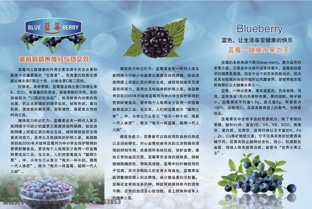 植物 健康 蓝莓 蓝莓三折页 三 折页 模板 蓝莓果实 水果 王 blueberry 蓝莓简介 dm宣传单 广告设计模板 源文件