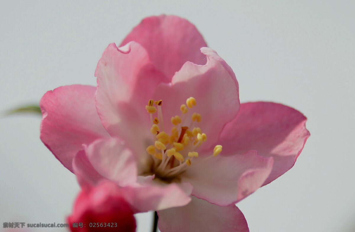唯美 粉色 海棠花 花卉 花朵 花草 植物 鲜花